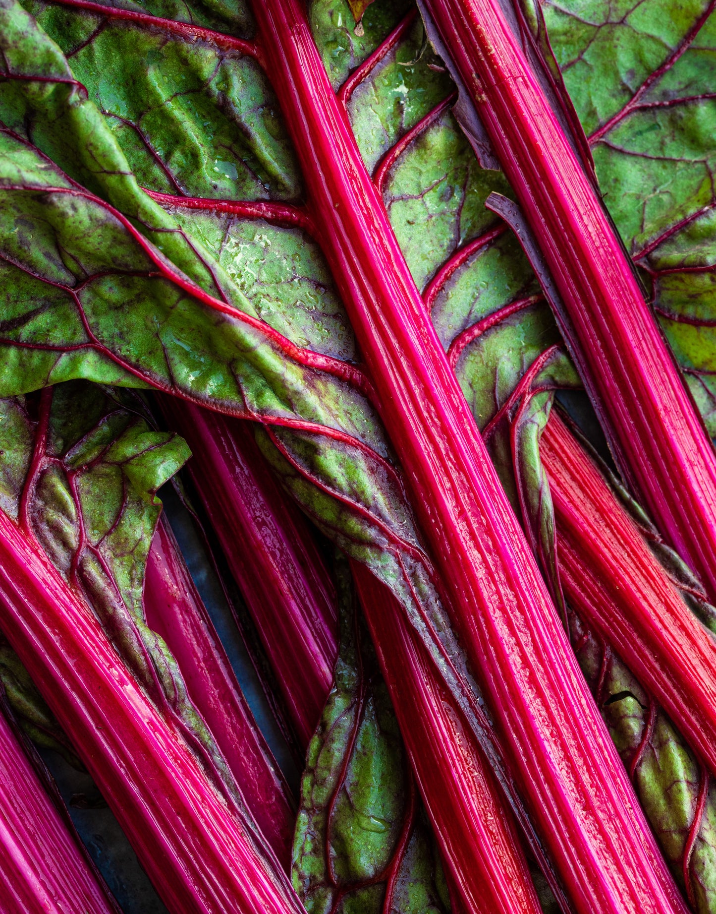 Acelga roja (atado)