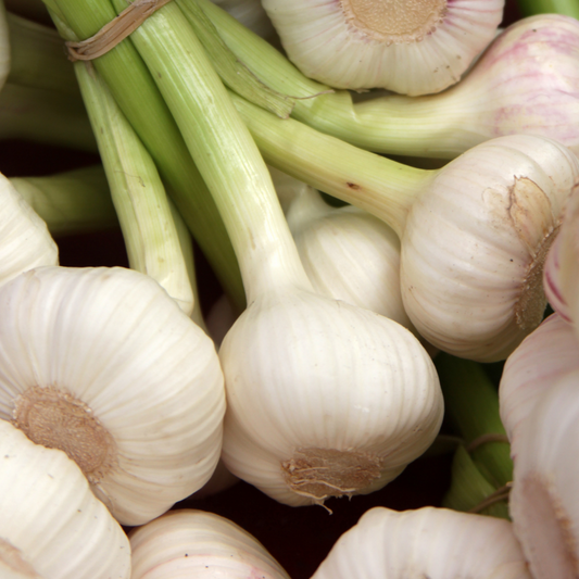 Atado de ajo orgánico (1/2 libra)