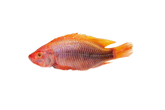 Tilapia Roja (libra)