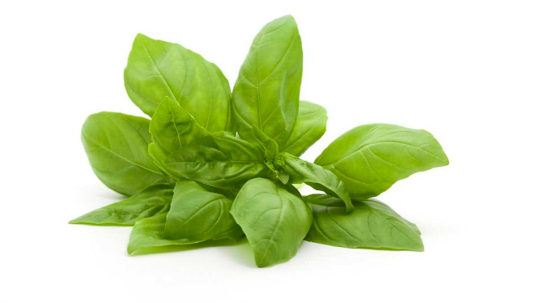 Albahaca Genovesa (Atado)